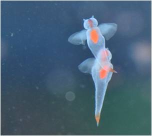流氷の妖精クリオネ