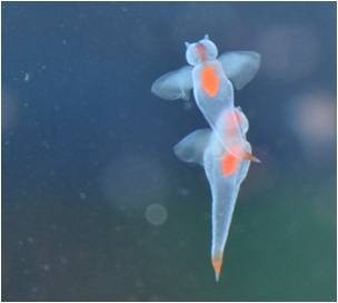 流氷の妖精クリオネ